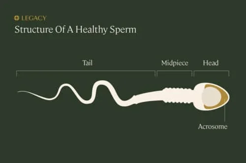 شکل طبیعی اسپرم